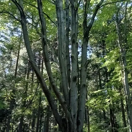 Apartment Hikebike Bielsko-Biala